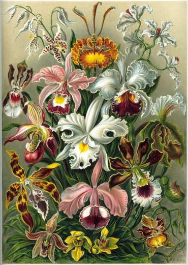 Írisz: As Orquídeas